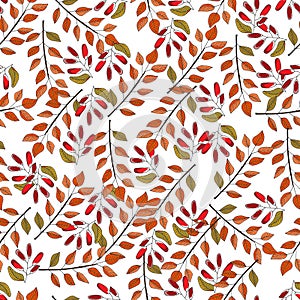 Colorful bright autumn background with maples, oaks, chestnut trees and elms leaves, red berries and acorns. Hand drawn vector photo