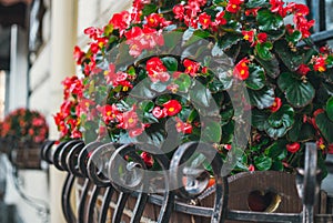 Colorful flower pot with red begonias. Colorful autumn in the city