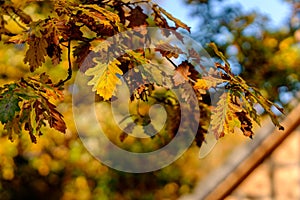 Colorful bright autumn leaves hanging on an oak tree in autumnal garden. House in blurry background. Beautiful fall nature scene.