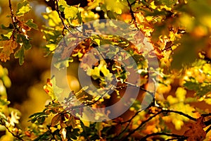 Colorful bright autumn leaves hanging on an oak tree in autumnal park back lit by golden sun. Beautiful fall nature scene.