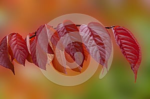 Colorful   autumn red leaves on abstract blurred orange green background