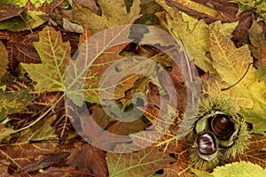 Colorful bright background with fallen autumn leaves and chestnuts