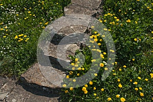 Colorful and bright background made of fallen spring flowers