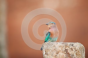 Colorful, bright blue-green tropical bird, Indian Roller,  Coracias benghalensis among stone ruins of Anuradhapura ancient city.