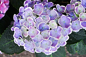 Colorful bright blue hydrangea or purple petal flowers with white border blooming and leaves pattern top view in nature garden