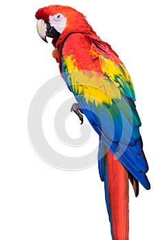 Colorful bright exotic wild animal bird of parrot with red yellow blue feathers isolated on white