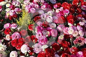 Colorful, bright field of blooming pink and red Ranunculus among green grass