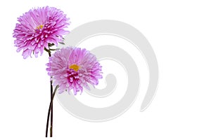 Colorful bright flower aster isolated on white background