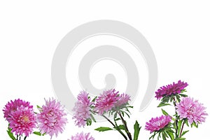 Colorful bright flower aster isolated on white background