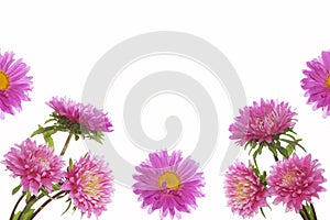 Colorful bright flower aster isolated on white background