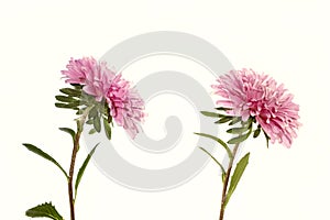Colorful bright flower aster isolated on white background