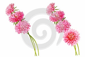 Colorful bright flower aster isolated on white background