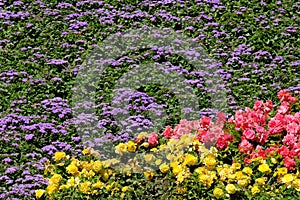 Colorful bright flower bed. Island of Mainau, Germany