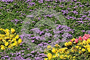 Colorful bright flower bed. Island of Mainau, Germany