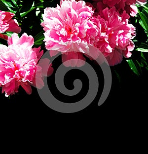 Colorful bright flower peony