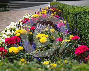 Colorful and bright flowers along the sidewalk against green bushes