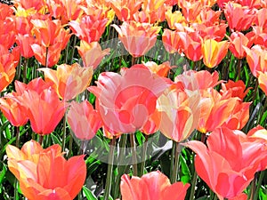 Colorful bright red  yellow  tulips flowers field, natural spring background