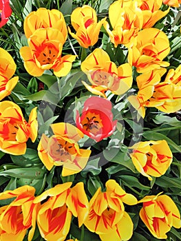 Colorful bright red  yellow  tulips flowers field, natural spring background