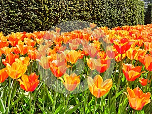 Colorful bright red  yellow  tulips flowers field, natural spring background