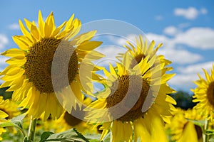 Colorful bright sunflowers on a beautiful afternoon