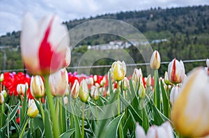 Colorful and bright tulip fields in Abbotsford