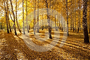 Colorful broadleaf foliage in the autumn forest. Long shadows from trees