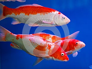 Colorful brocaded carps