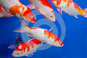 Colorful brocaded carps