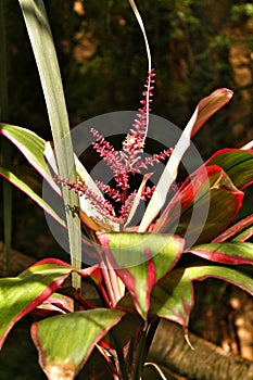 Bromeliaceae plant in the garden under the sun