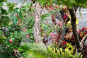 Colorful of Bromeliad in the garden