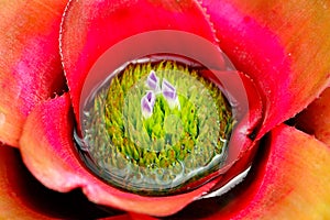 Colorful bromeliad plant