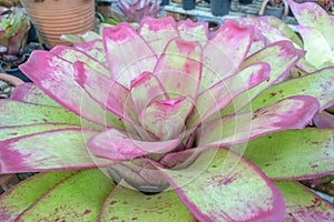 Colorful Bromeliad plants