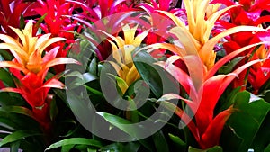 Colorful bromeliads