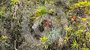 Colorful bromeliads on a cliff face