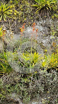 Colorful bromeliads on a cliff face