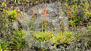 Colorful bromeliads on a cliff face