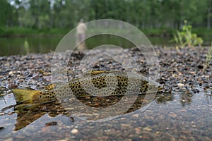 Colorful brook trout on stones in a mountain river.