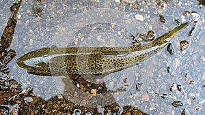 Colorful brook trout on stones in a mountain river. Top view.