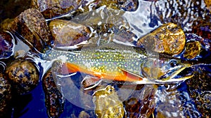 Colorful Brook Trout on Stream