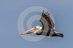 Colorful Brown Pelican Flying in a deep blue sky close up