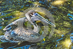 Colorful Brown Pelican Reflection Florida