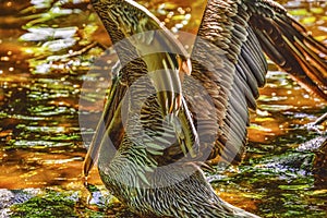 Colorful Brown Pelican Reflection Florida
