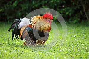 Colorful brown rooster