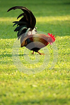 Colorful brown rooster finding food