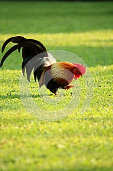 Colorful brown rooster finding food