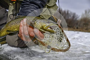 Colorful Brown Trout