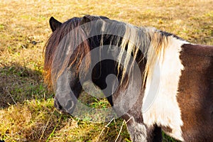 Colorful brown and white horse with a long forelock