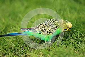 Colorful budgerigar