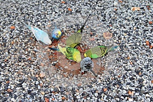 colorful budgies peck and eat on the floor photo