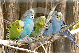 Colorful budgies sitting on a branch.